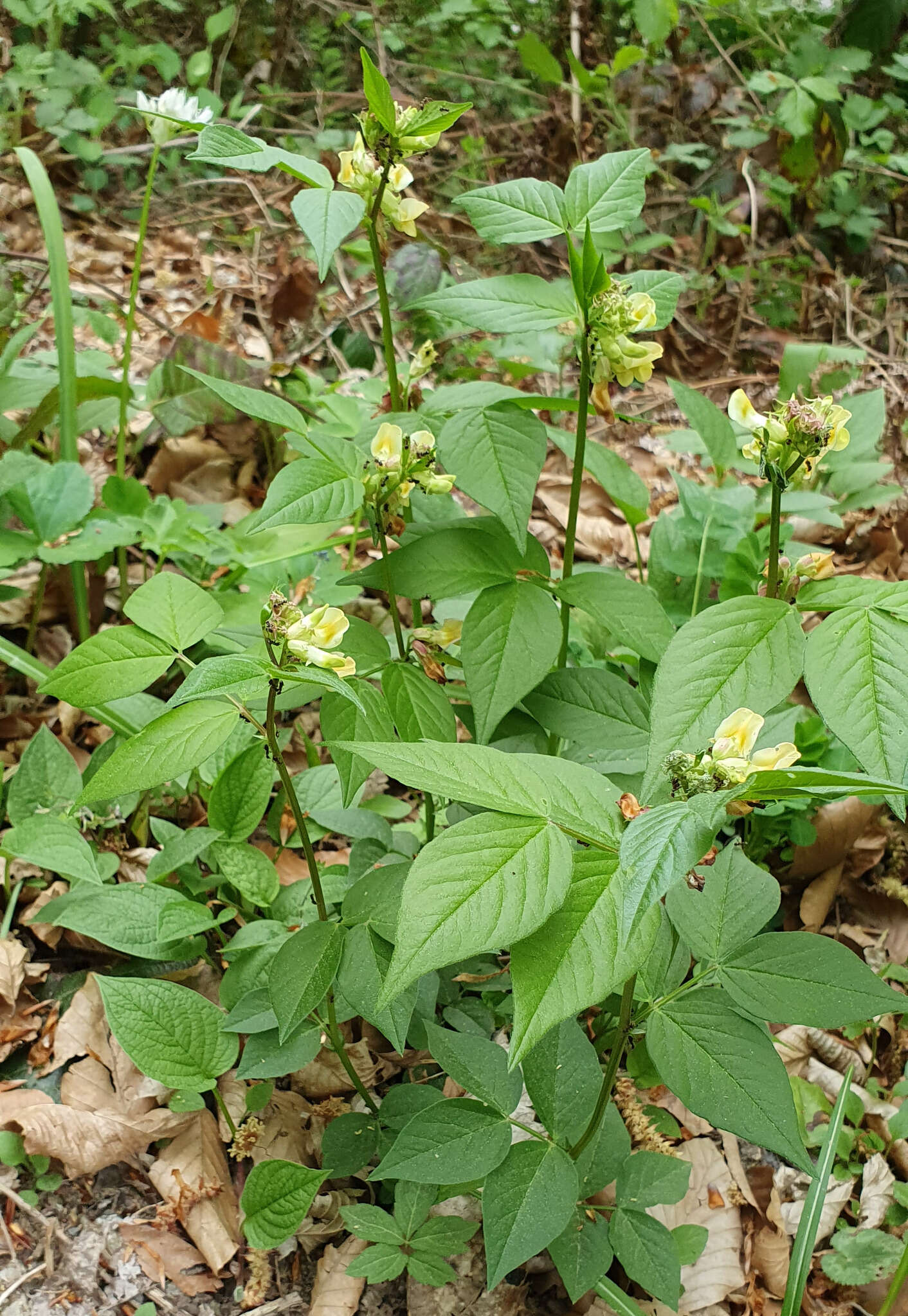 صورة Vicia oroboides Wulfen