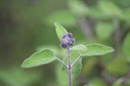 Salvia melissodora Lag. resmi