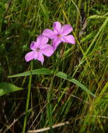 Imagem de Phlox glaberrima subsp. interior (Wherry) Wherry