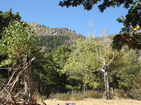 Image of Carolina poplar