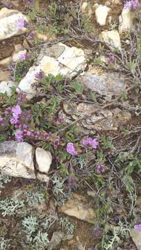 Image of Thymus baicalensis Serg.