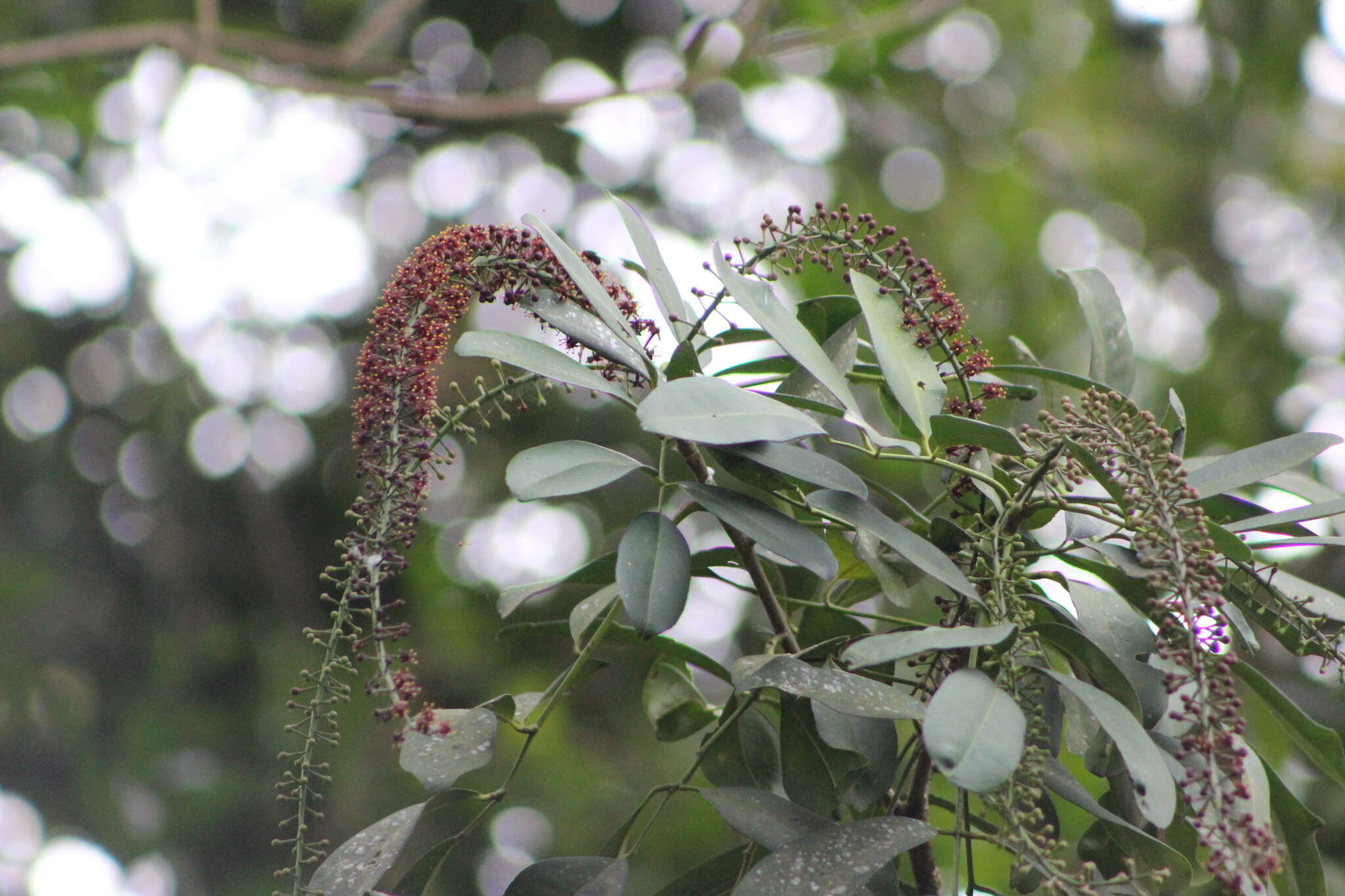 Pilocarpus pennatifolius Lem.的圖片