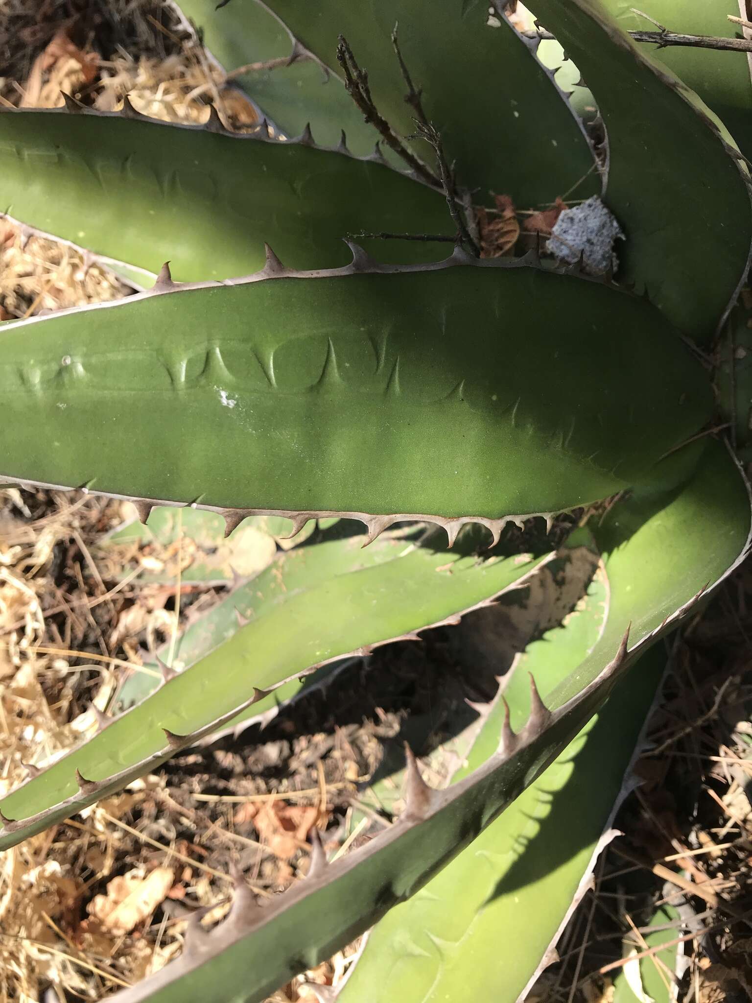 Image of Agave horrida Lem. ex Jacobi