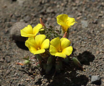 Plancia ëd Oxalis compacta Gill.