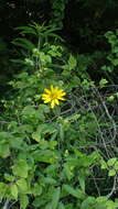 Image de Silphium asteriscus var. trifoliatum (L.) J. A. Clevinger