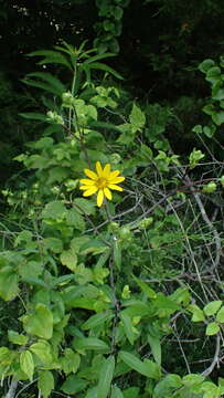 صورة Silphium asteriscus var. trifoliatum (L.) J. A. Clevinger