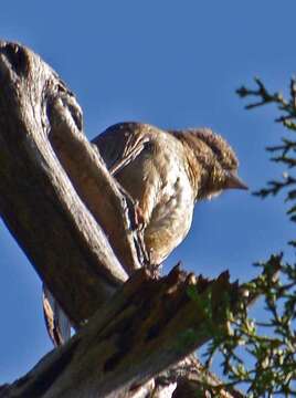 Image of Canyon Towhee