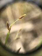 Слика од Fimbristylis autumnalis (L.) Roem. & Schult.