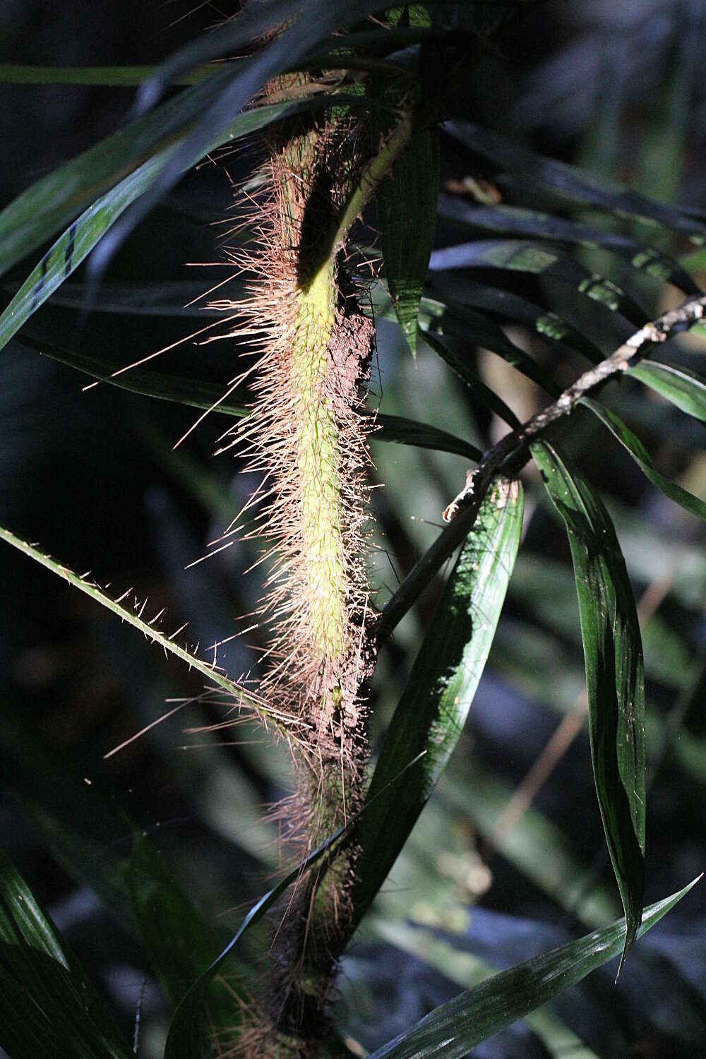 Image of Hairy Mary