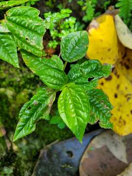 Imagem de Pilea parietaria (L.) Bl.