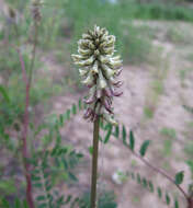 Plancia ëd Astragalus uliginosus L.