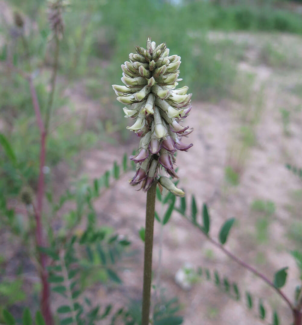 Plancia ëd Astragalus uliginosus L.