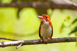 صورة Corythornis madagascariensis (Linnaeus 1766)