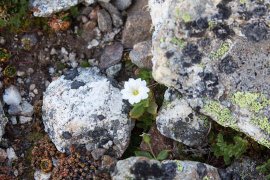 Image of Cerastium undulatifolium Somm. & Levier