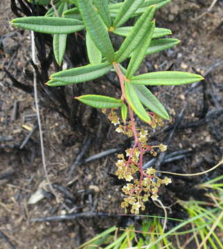 Image de Searsia rosmarinifolia (Vahl) F. A. Barkley