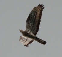 Image of Barred honey buzzard