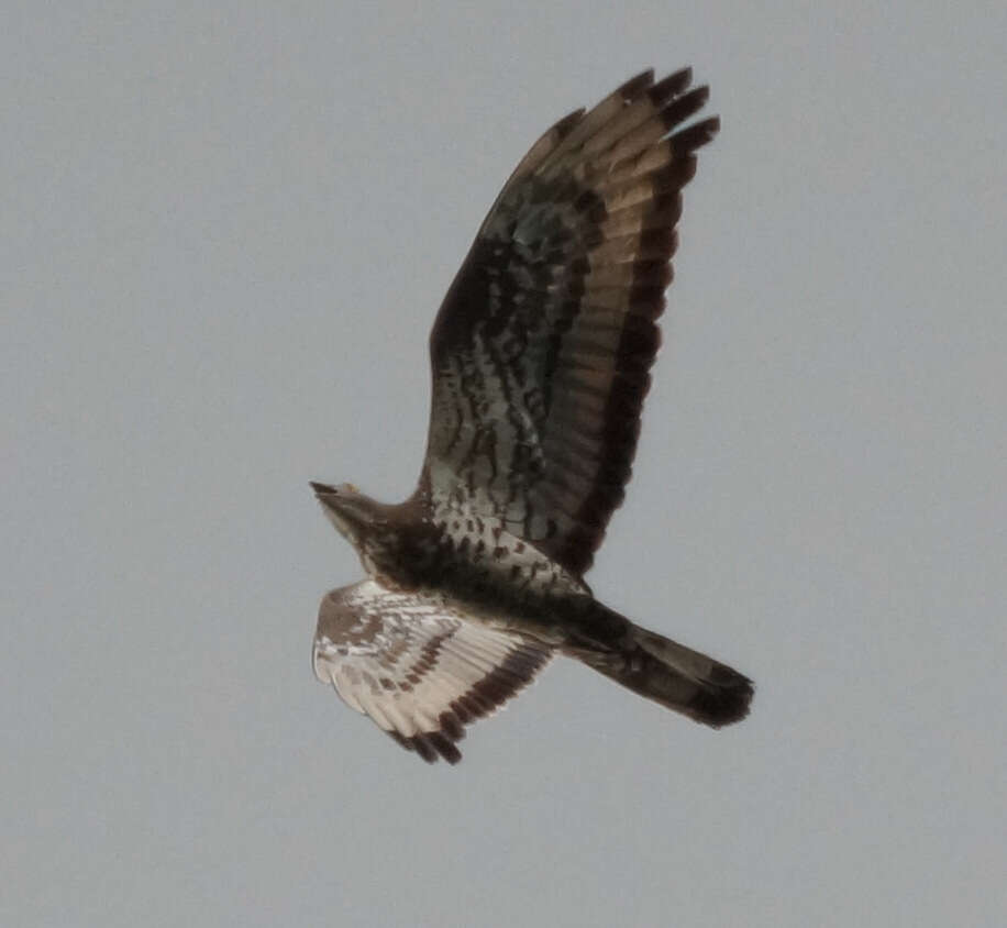 Image of Barred honey buzzard