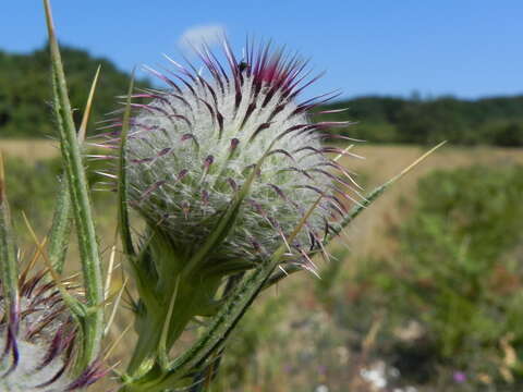 Plancia ëd Cirsium tenoreanum Petr.