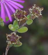 Imagem de Drosanthemum globosum L. Bol.