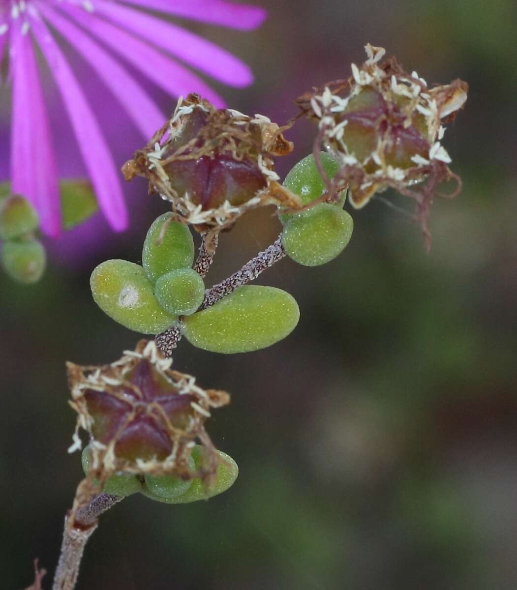 Imagem de Drosanthemum globosum L. Bol.