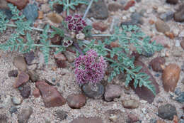 Image of bulbous springparsley