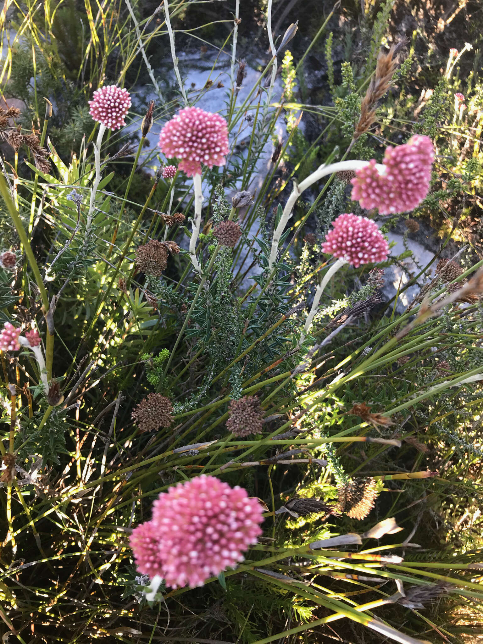 Image of Anaxeton arborescens (L.) Less.