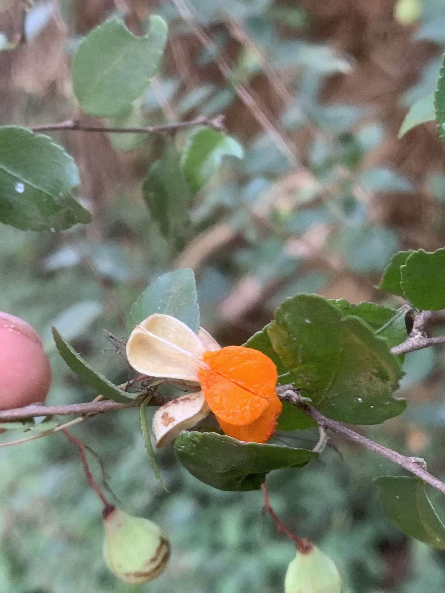 Image of Gymnosporia rubra (Harv.) Loes.