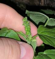 Image of Cuban copperleaf