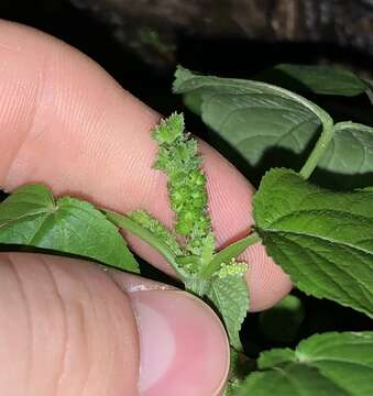 Sivun Acalypha setosa A. Rich. kuva