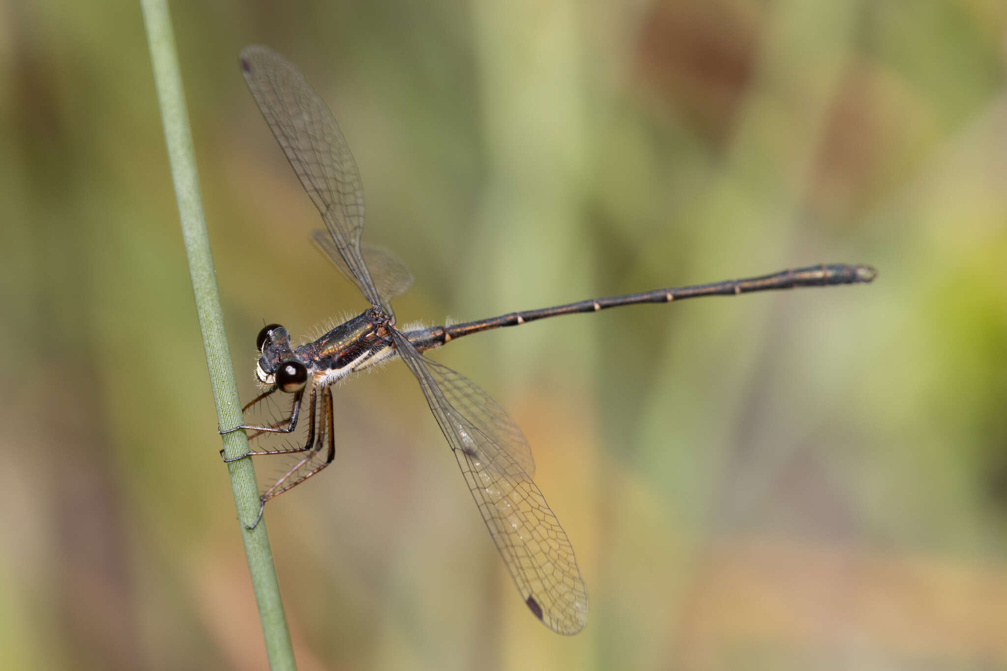 Image of Archiargiolestes pusillus (Tillyard 1908)