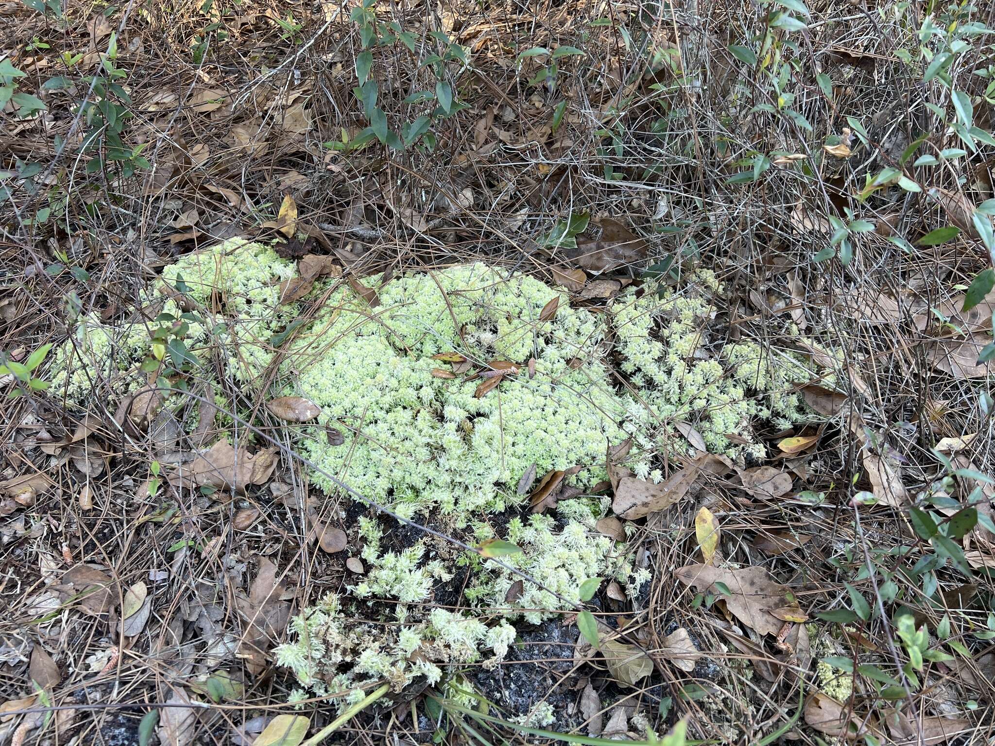 Image of pale bog-moss