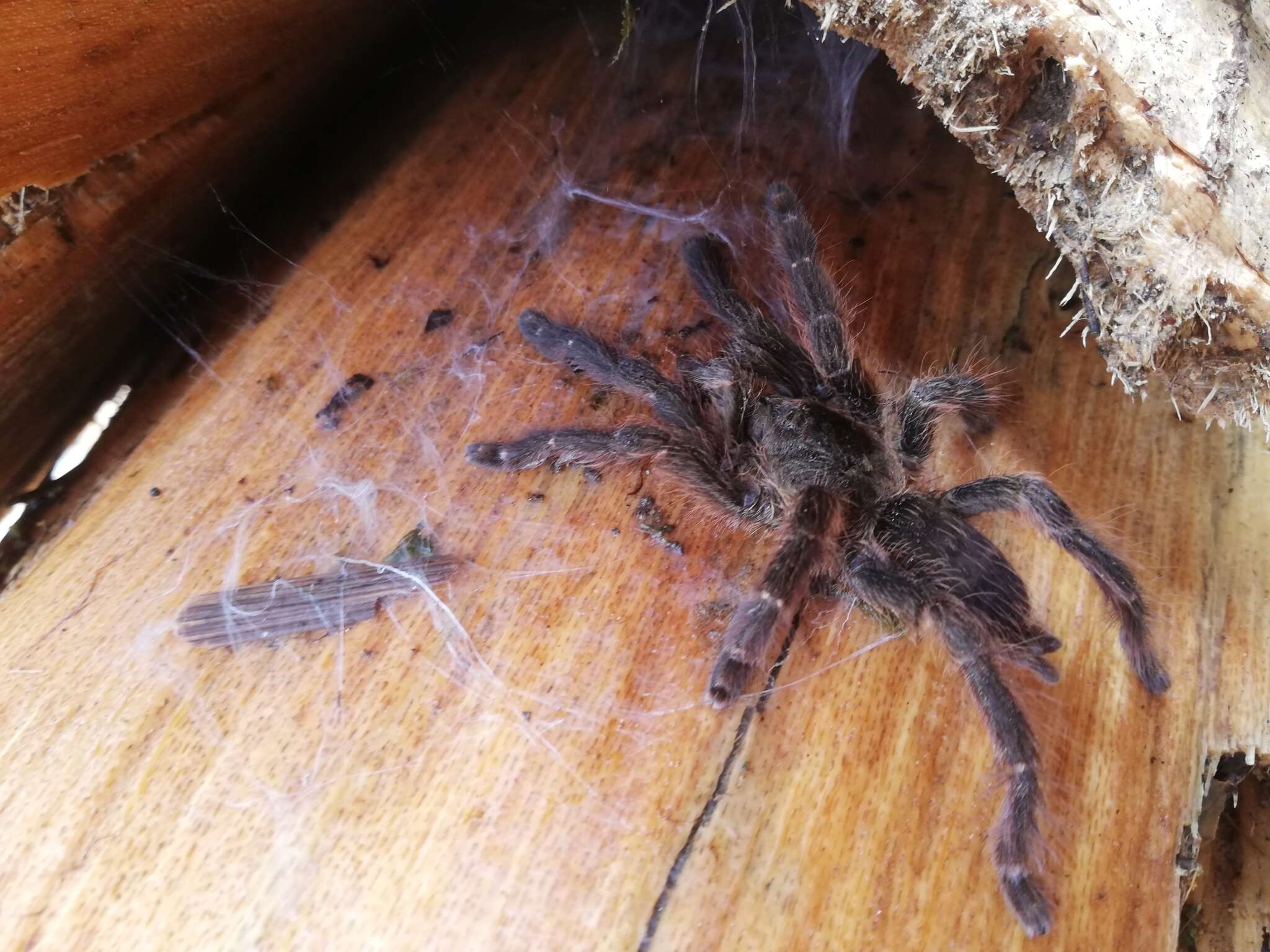 Image of Ecuadorian Purple Tarantula