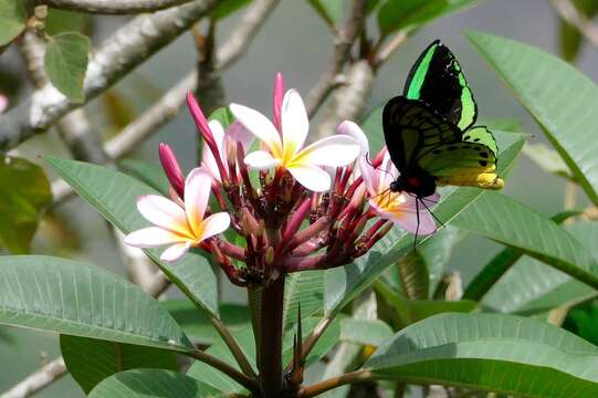 Image de Ornithoptera priamus (Linnaeus 1758)