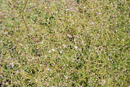 Слика од Gypsophila perfoliata L.