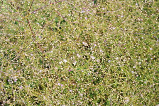 Слика од Gypsophila perfoliata L.