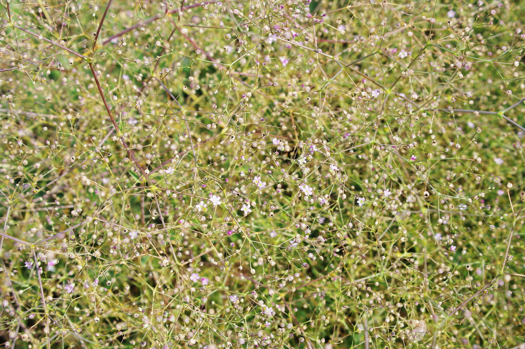 Слика од Gypsophila perfoliata L.