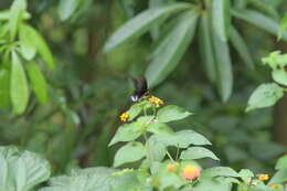 Image of Atrophaneura zaleucus (Hewitson 1865)