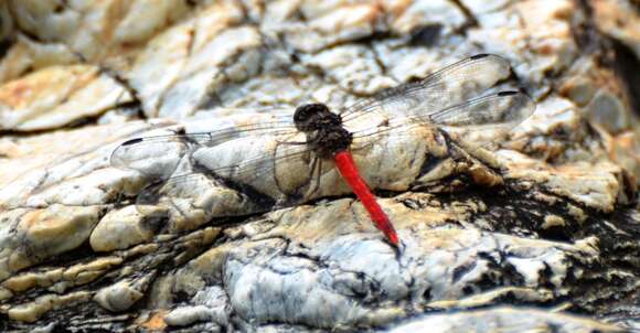 Image of Red Rock-dweller