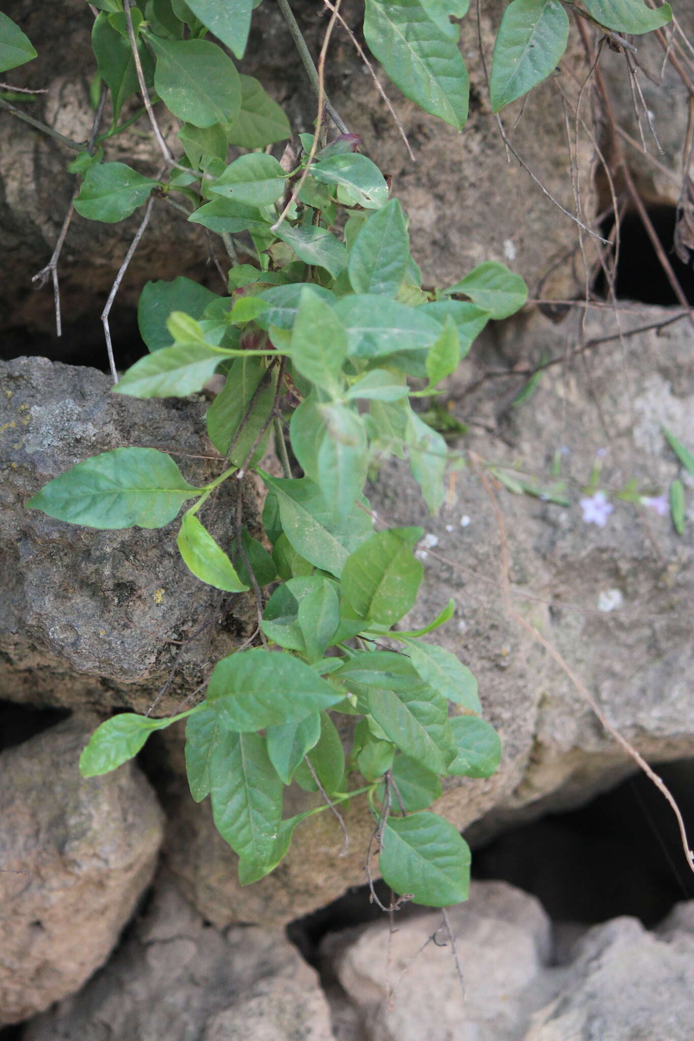 Image of Plumbago pulchella Boiss.