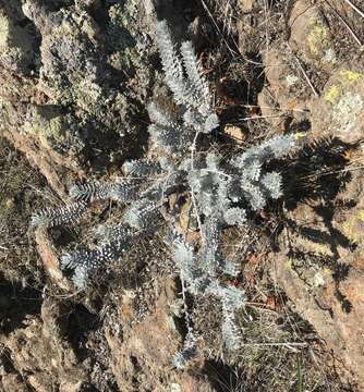 Image of <i>Acmispon argophyllus</i> var. <i>adsurgens</i>