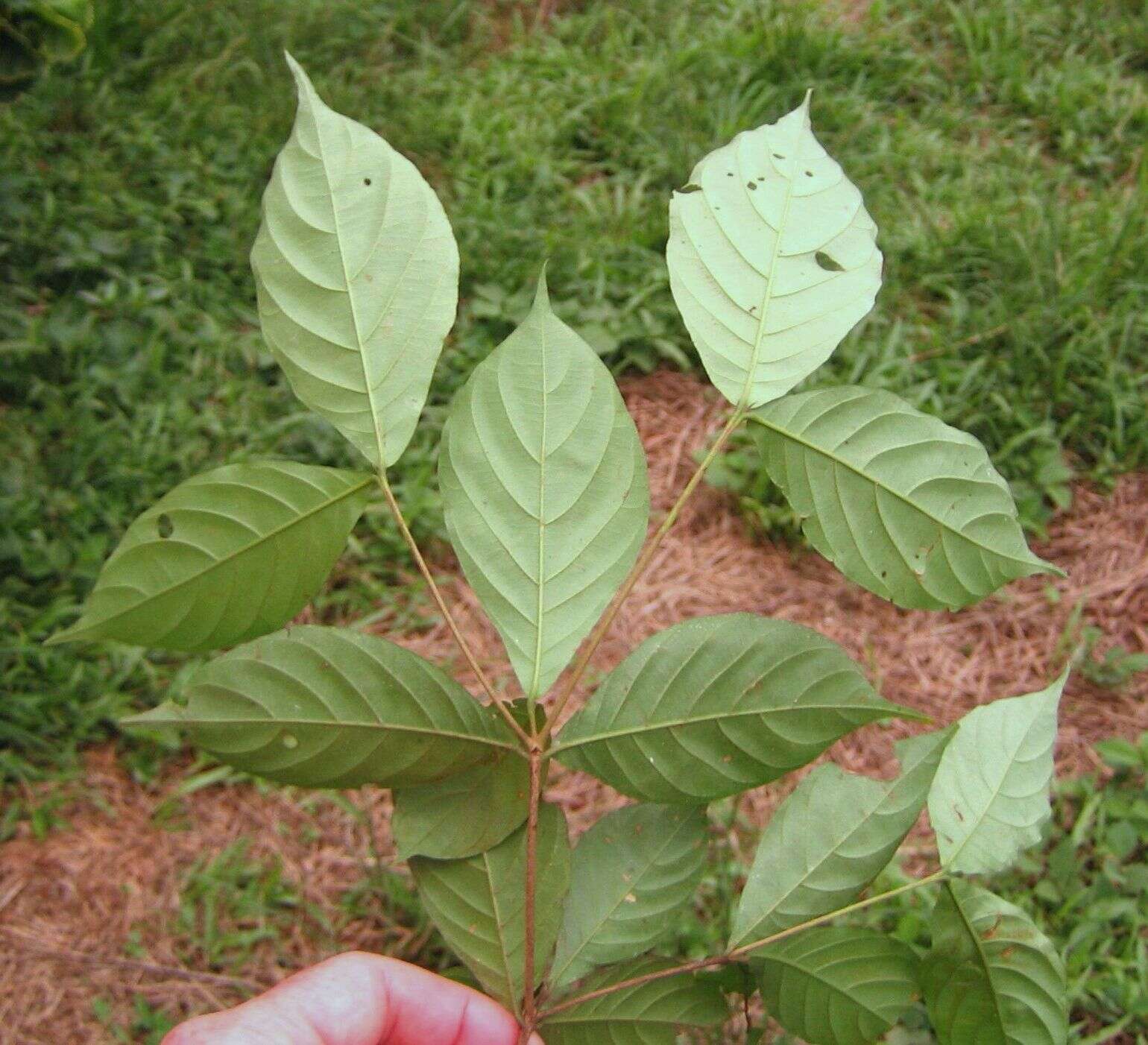 Image of Aulacocalyx jasminiflora Hook. fil.