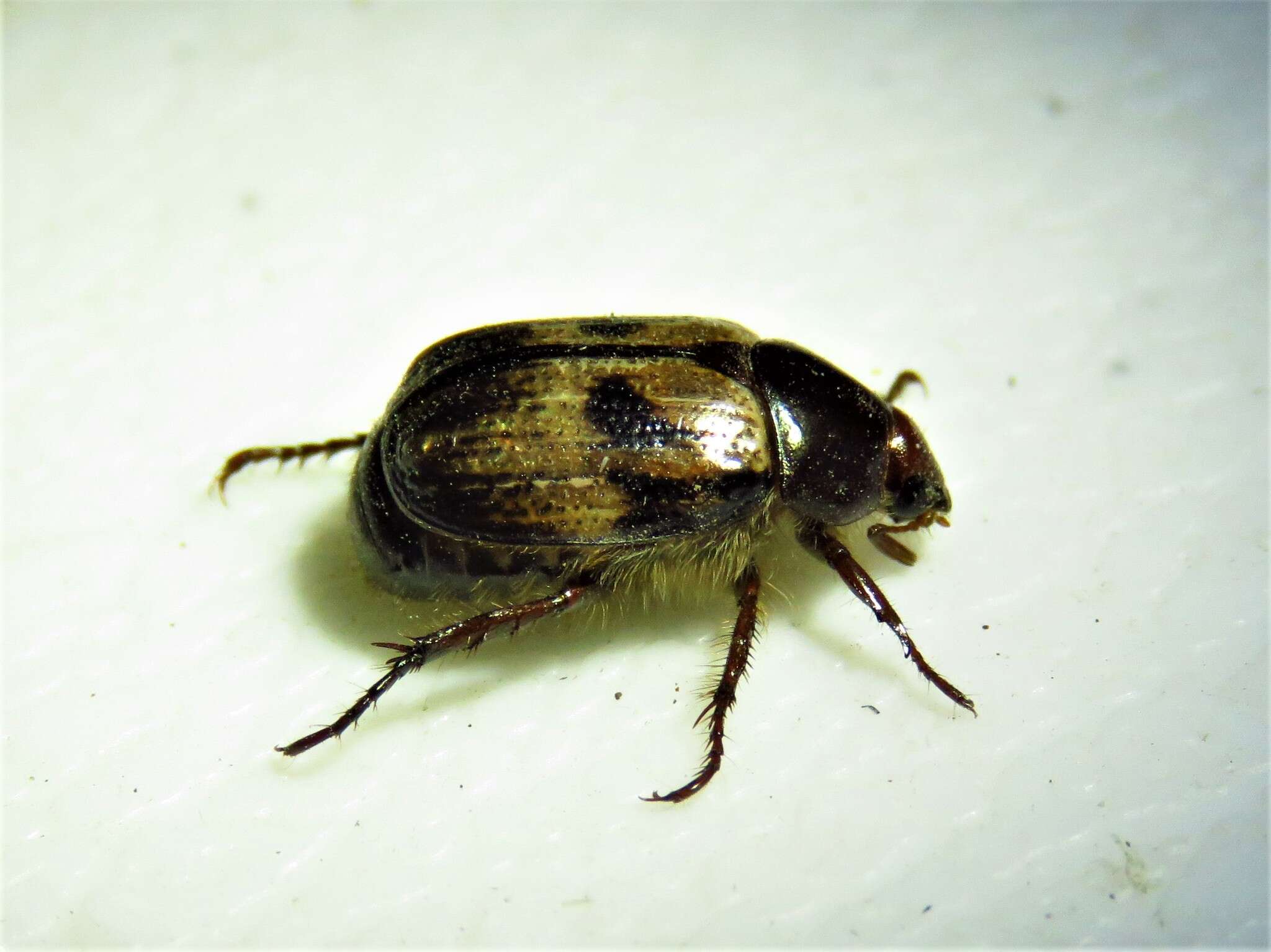 Image of Shining Leaf Chafer