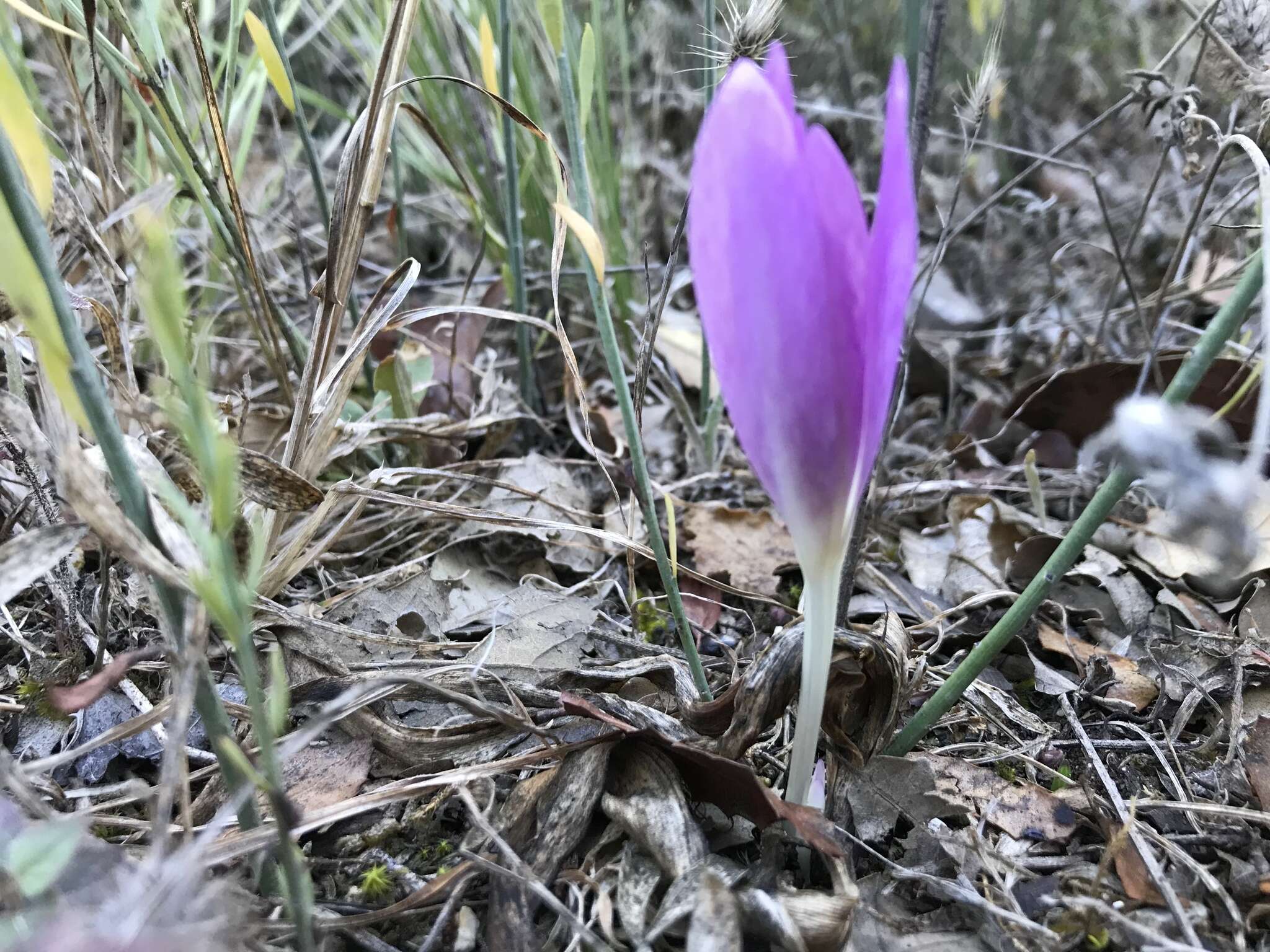 Image of Colchicum lusitanum Brot.