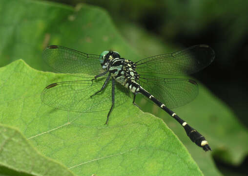 Image of Burmagomphus divaricatus Lieftinck 1964