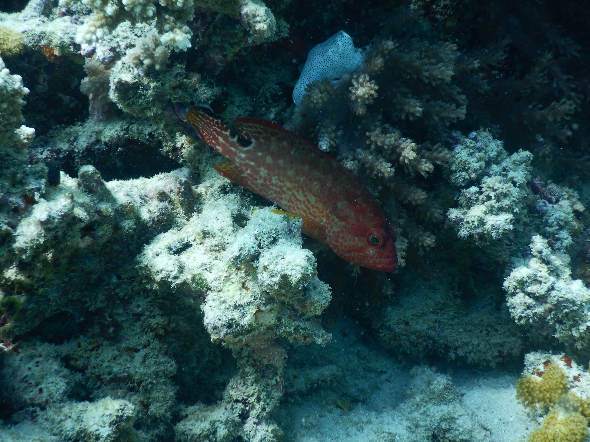 Plancia ëd Cephalopholis leopardus (Lacepède 1801)