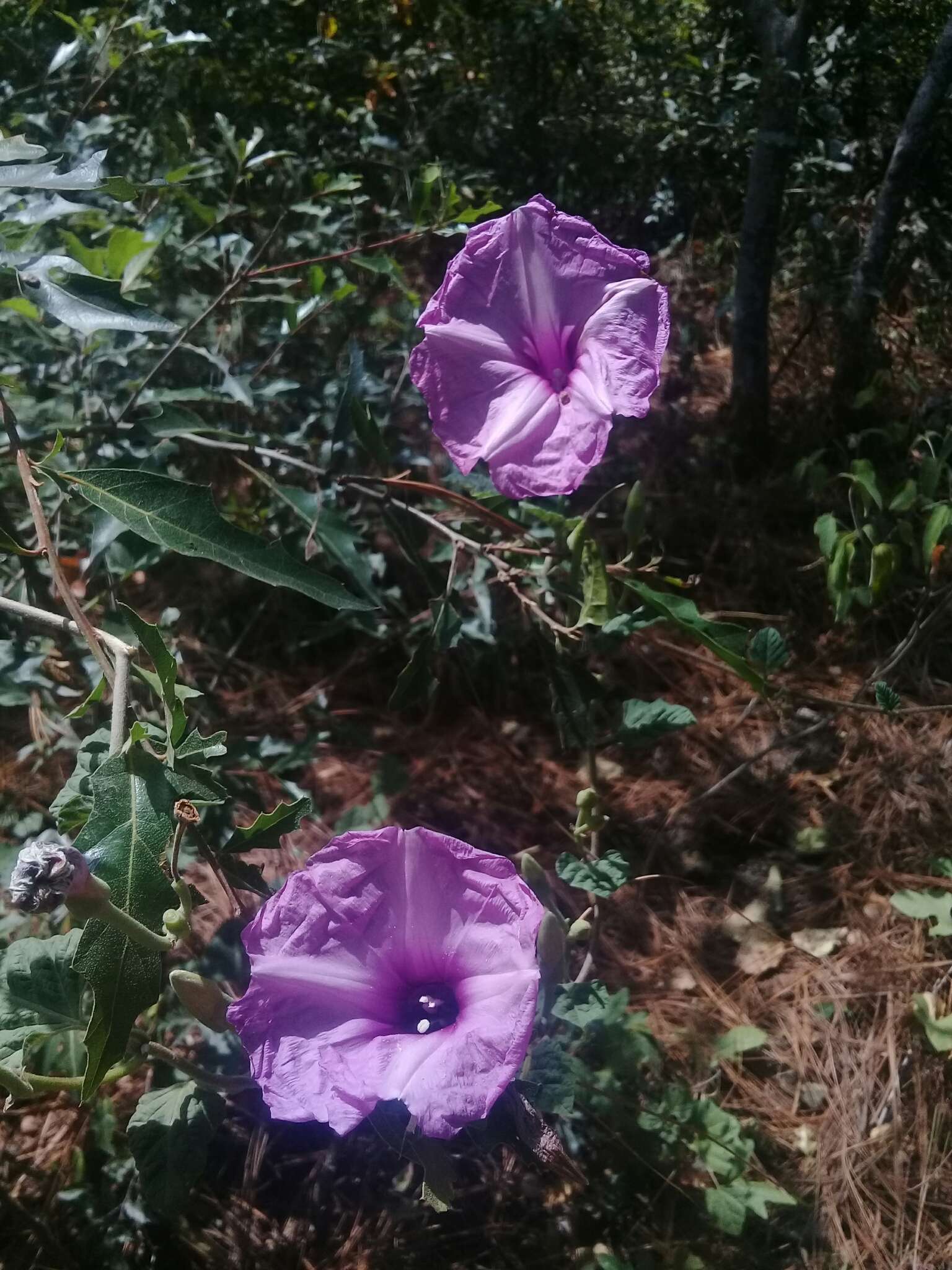 Sivun Ipomoea jalapa (L.) Coxe kuva