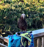 Image of North Island Kaka