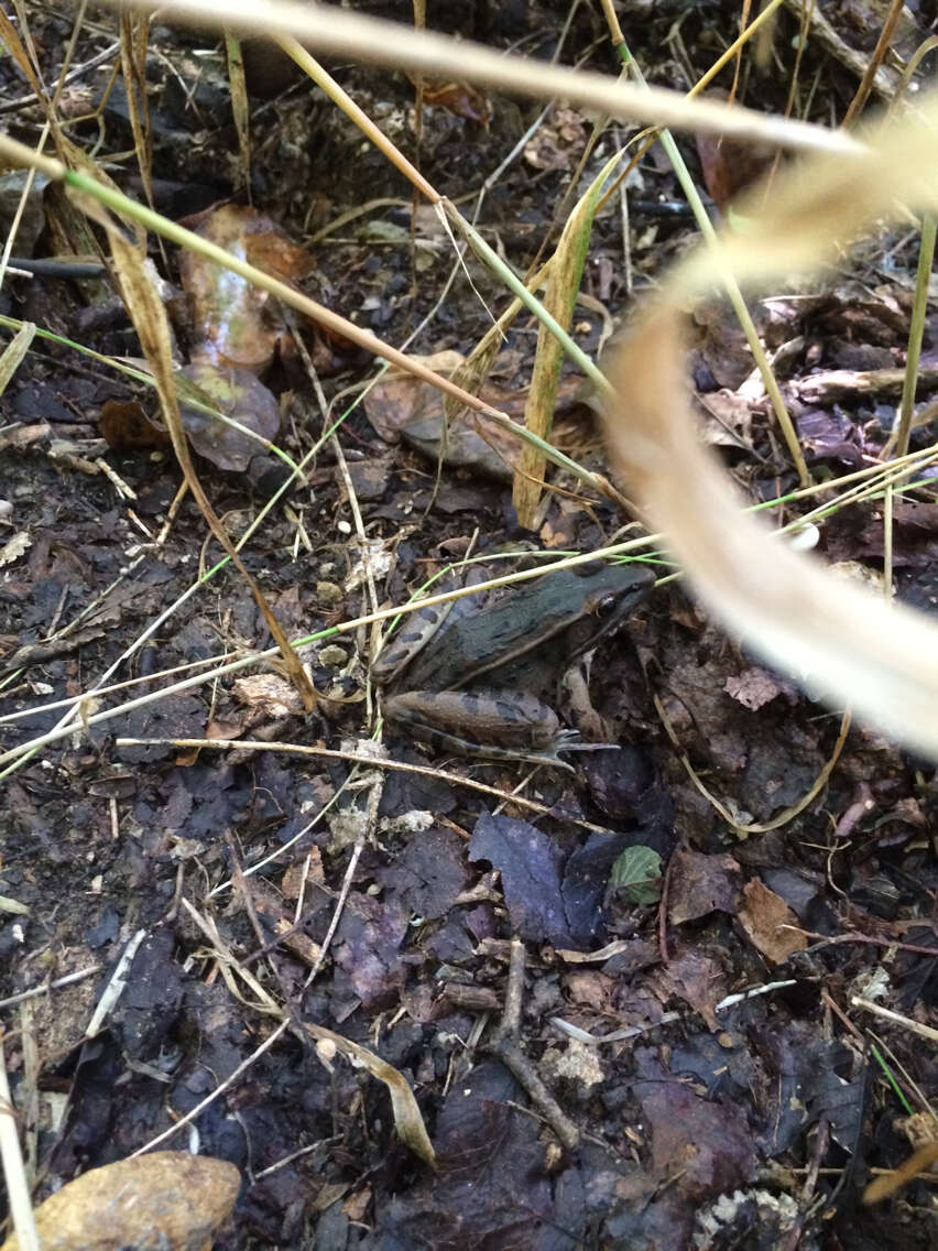 Image of Florida Leopard Frog