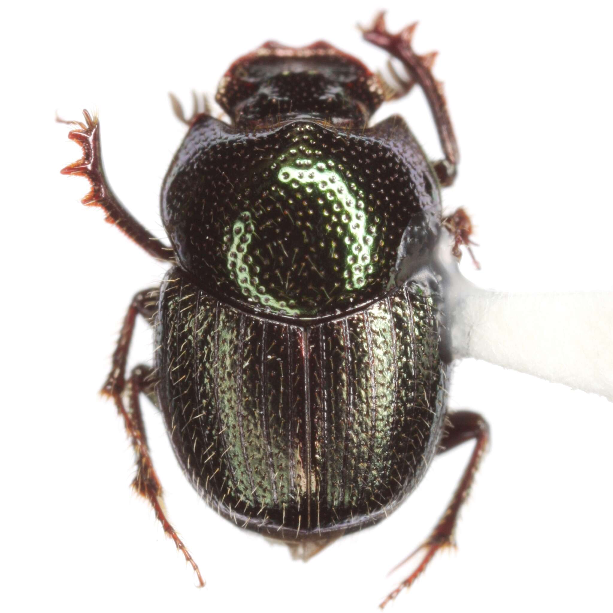 Image of Onthophagus subaeneus (Palisot de Beauvois 1805)