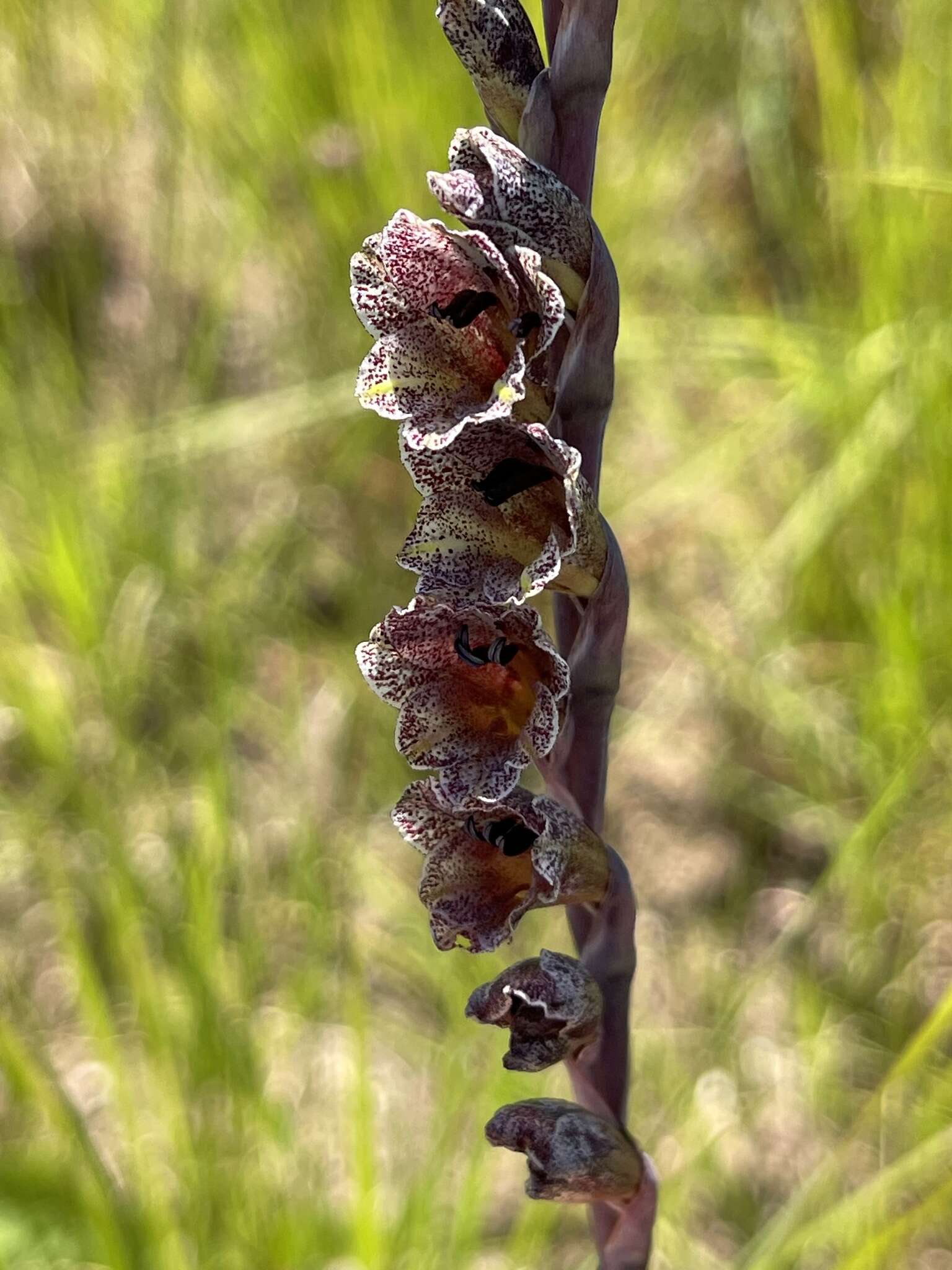 Image de Gladiolus densiflorus Baker